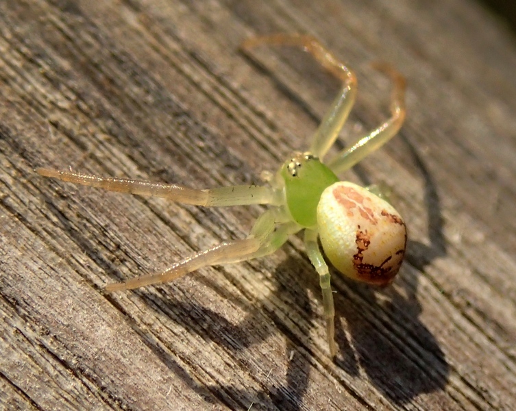 Ebrechtella tricuspidata